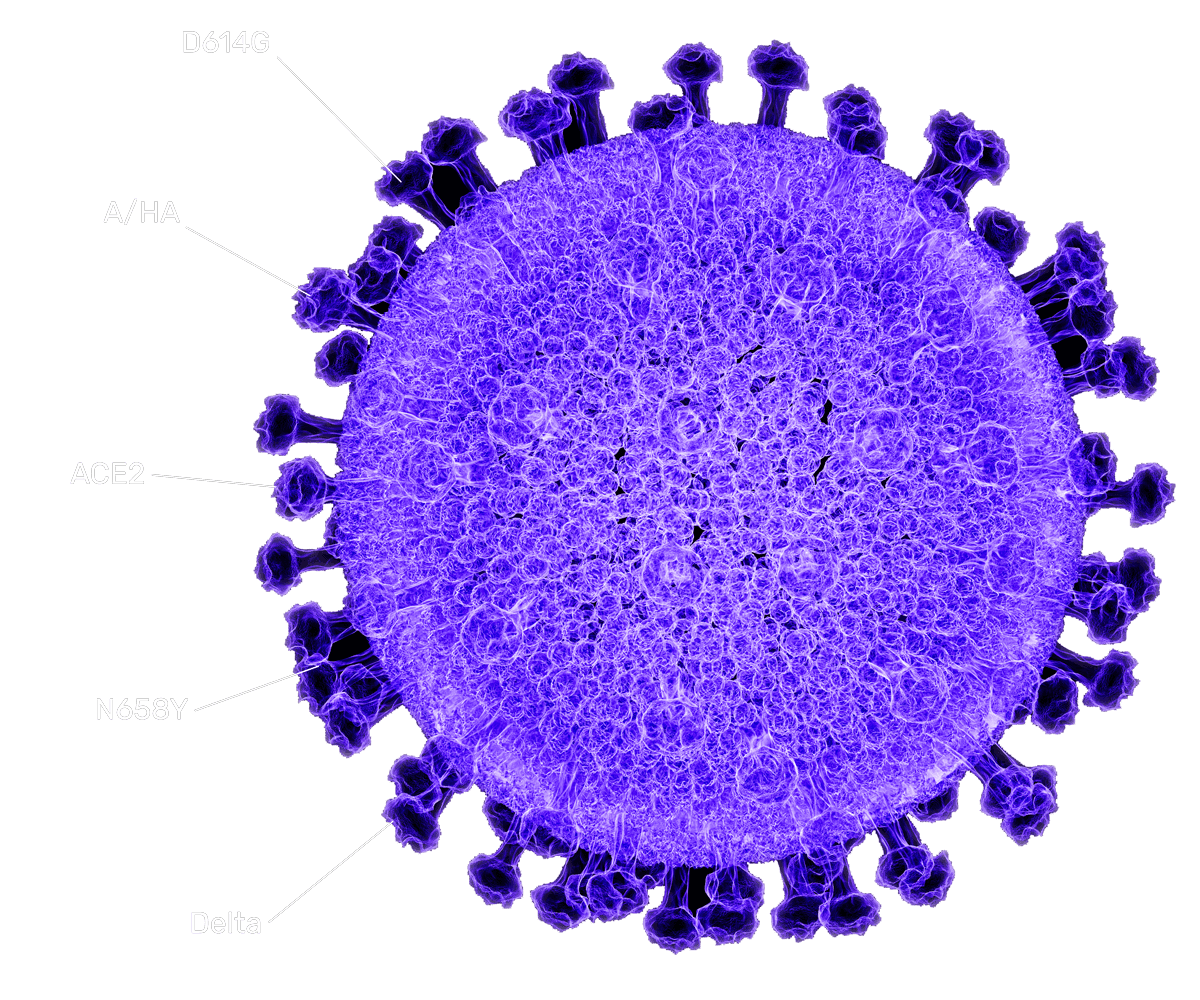 Customizable receptors and antigens of artificial particles - Ivano Bioscience