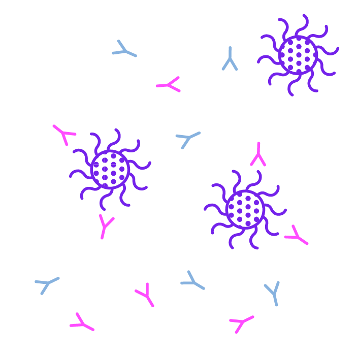 Principe of the AbVenger bioassay kit as a surrogate neutralizing antibody detection assay - Step 1