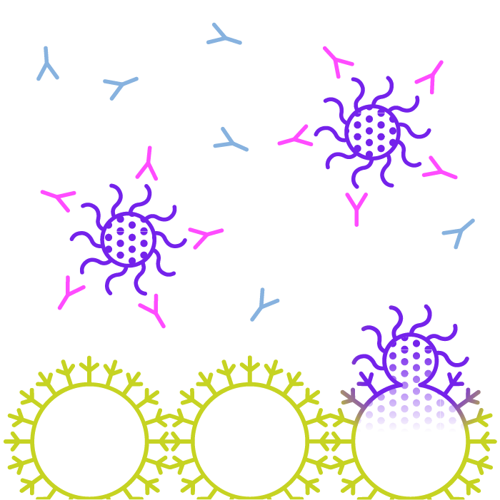 Principe of the AbVenger bioassay kit as a surrogate neutralizing antibody detection assay - Step 2