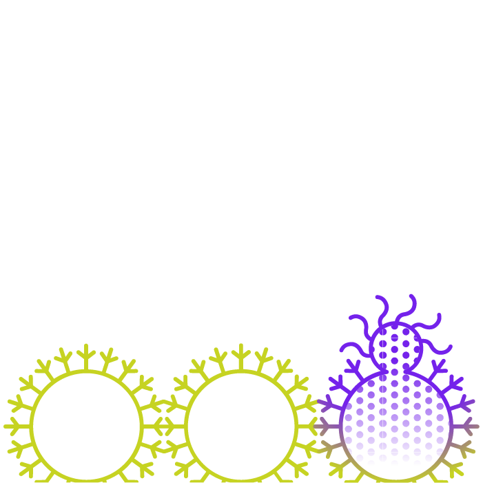 Principe of the AbVenger bioassay kit as a surrogate neutralizing antibody detection assay - Step 3